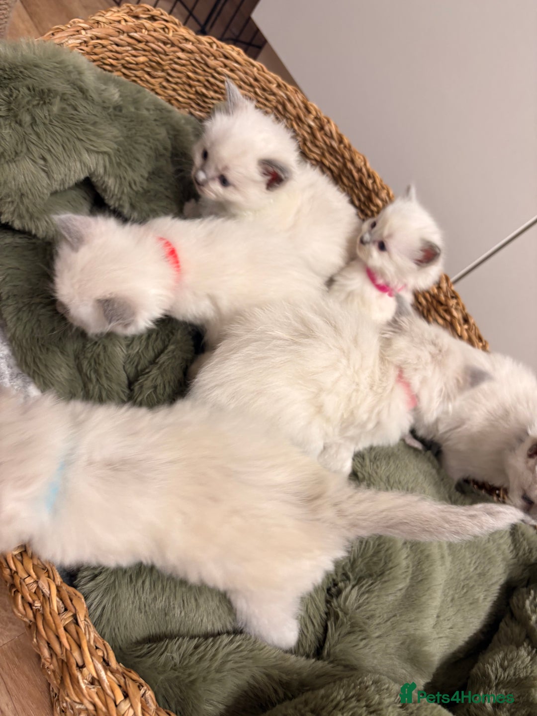 Ragdoll cats for sale: Beautiful Purebred Pedigree Blue Ragdoll Kittens - Advert 8