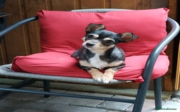 Mixed Breed dogs for sale: Jackahuahua - Image 1