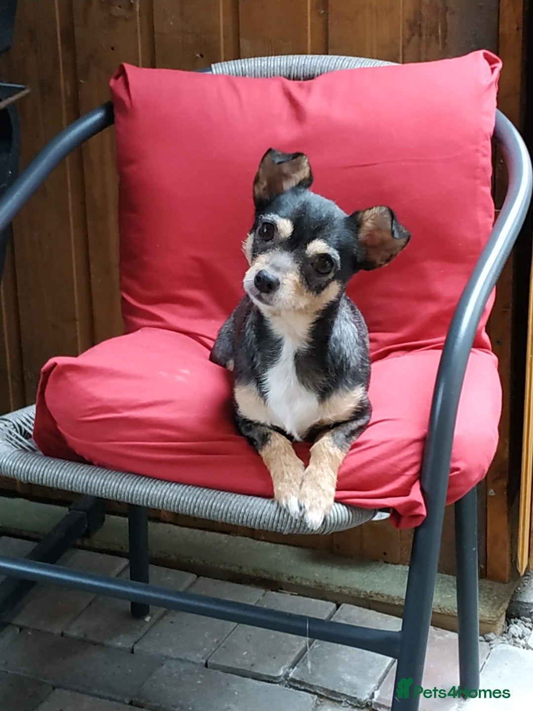 Mixed Breed dogs for sale: Jackahuahua - Image 1