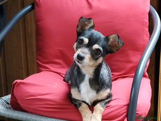 Mixed Breed dogs - Advert 1