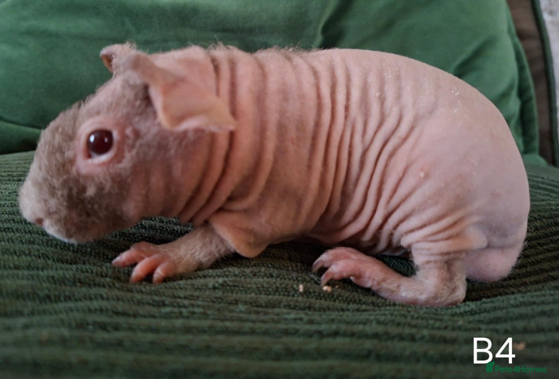 Guinea Pig rodents Skinny Pigs - Advert 2