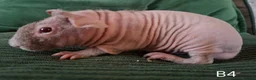 Guinea Pig rodents for sale: Skinny Pigs - Advert 2