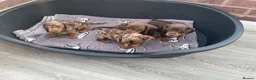 Dachshund dogs for sale: Miniature Dachshund puppies for sale  - Advert 10