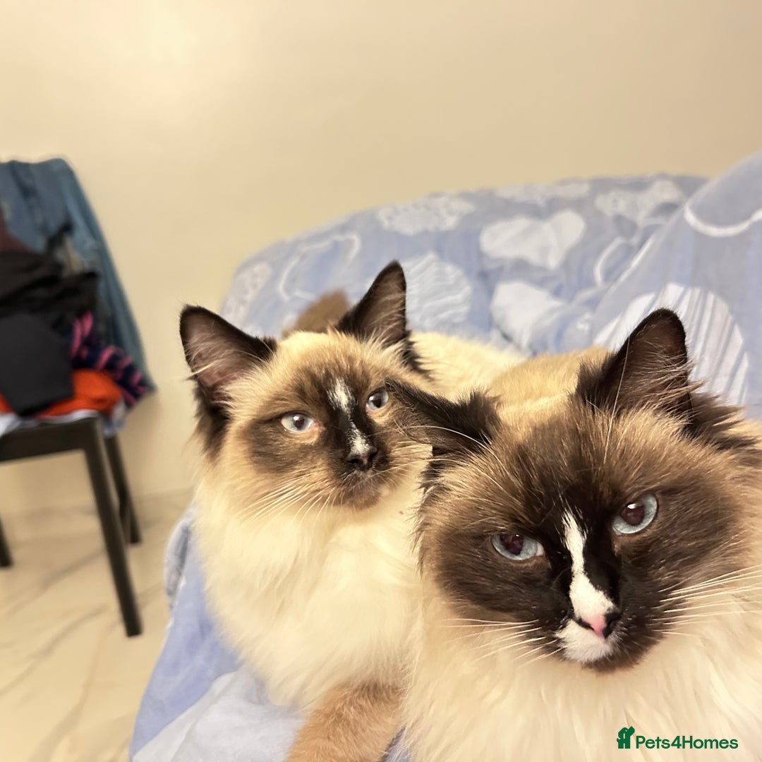 Ragdoll cats for sale: Gorgeous Ragdoll kitten male  - Advert 2