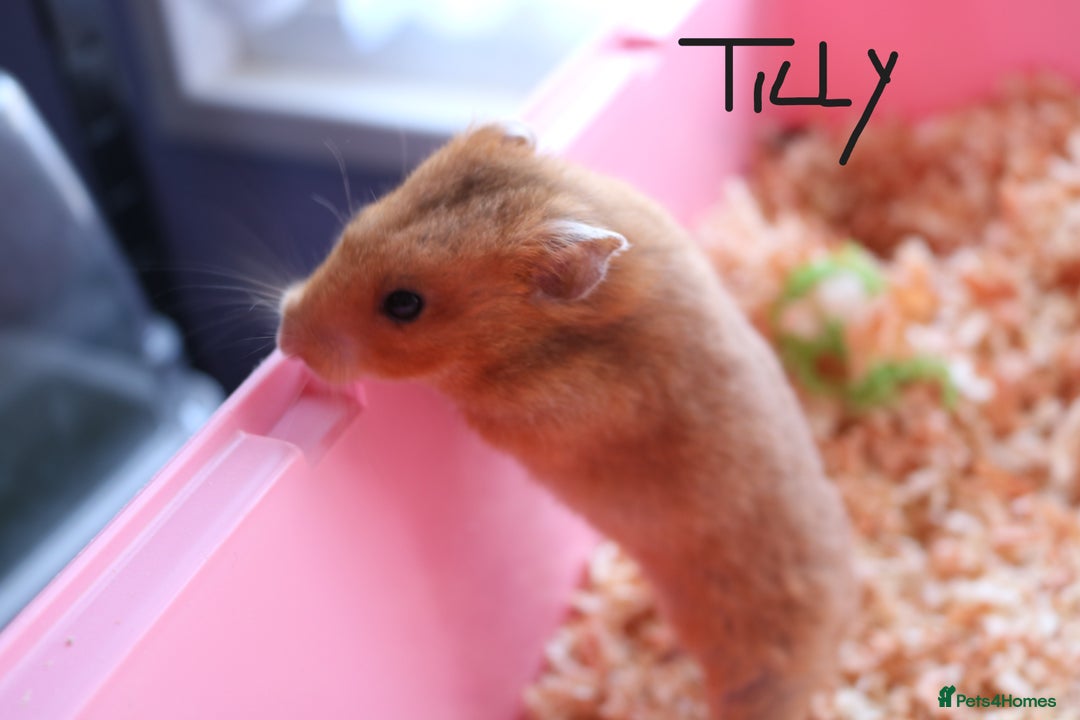 Hamster rodents for sale: Syrian Hamsters - various ages and cage - Image 20