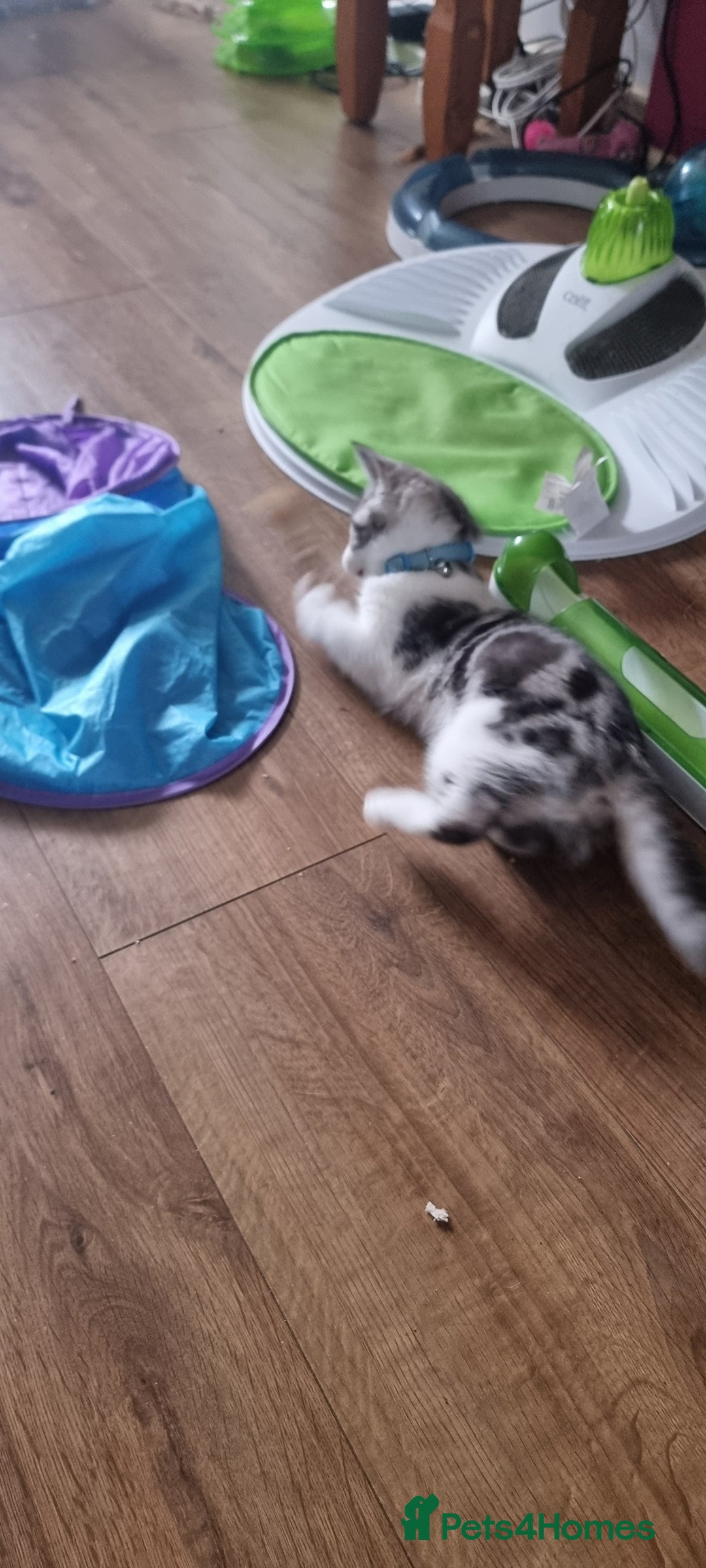 Mixed Breed cats for sale: A loveable Persian kitten - Advert 21