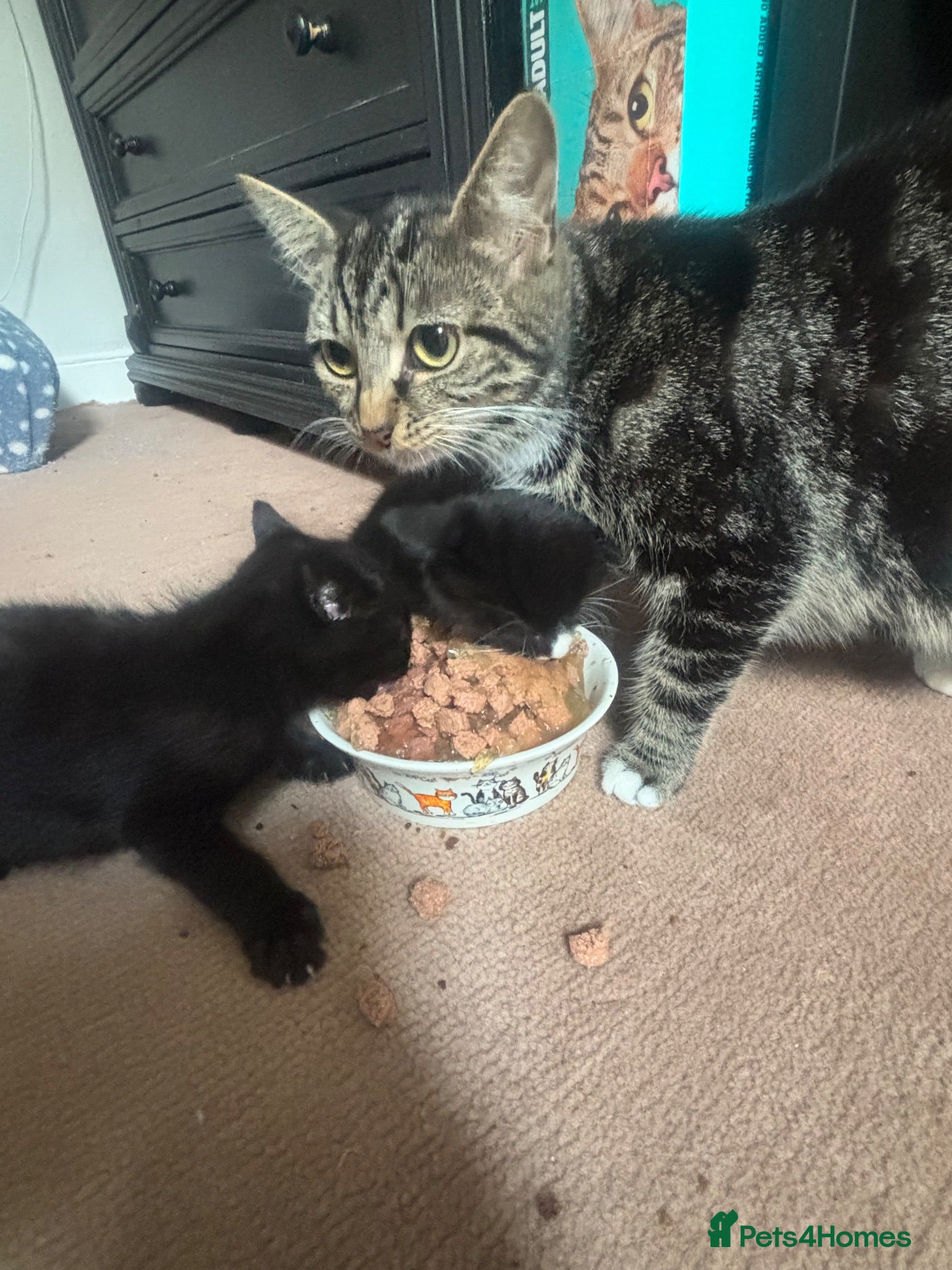 Mixed Breed cats Well handled boys - Advert 3