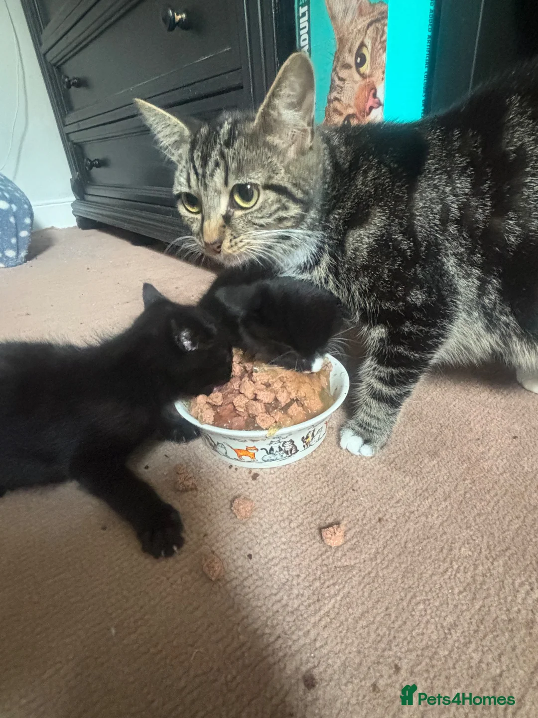 Mixed Breed cats for sale: Well handled boys - Advert 1