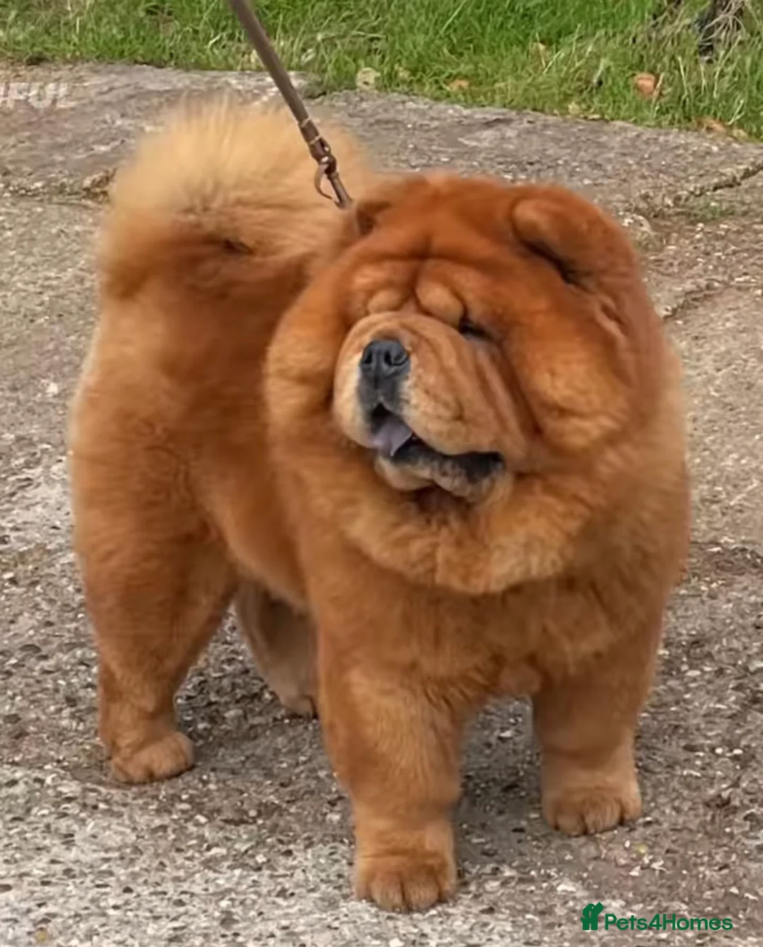 Chow Chow dogs for stud: Amazing stud boy in Kings Langley - Advert 2