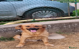 Mixed Breed dogs for adoption: Home Need Urgently  - Image 3