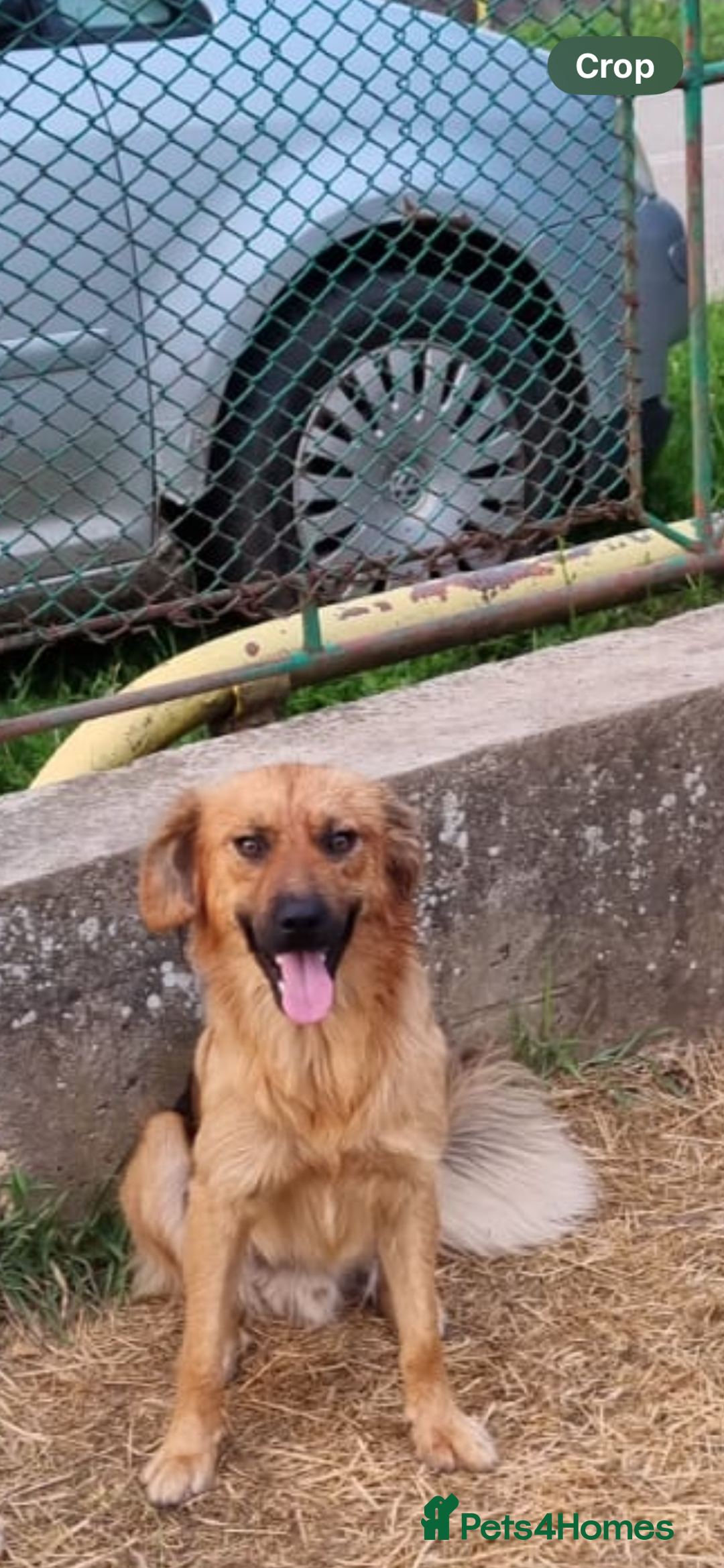 Mixed Breed dogs for adoption: Home Need Urgently  - Image 3