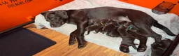 Labrador Retriever dogs for sale: Puppies arrived 12/02/2026 - Advert 15