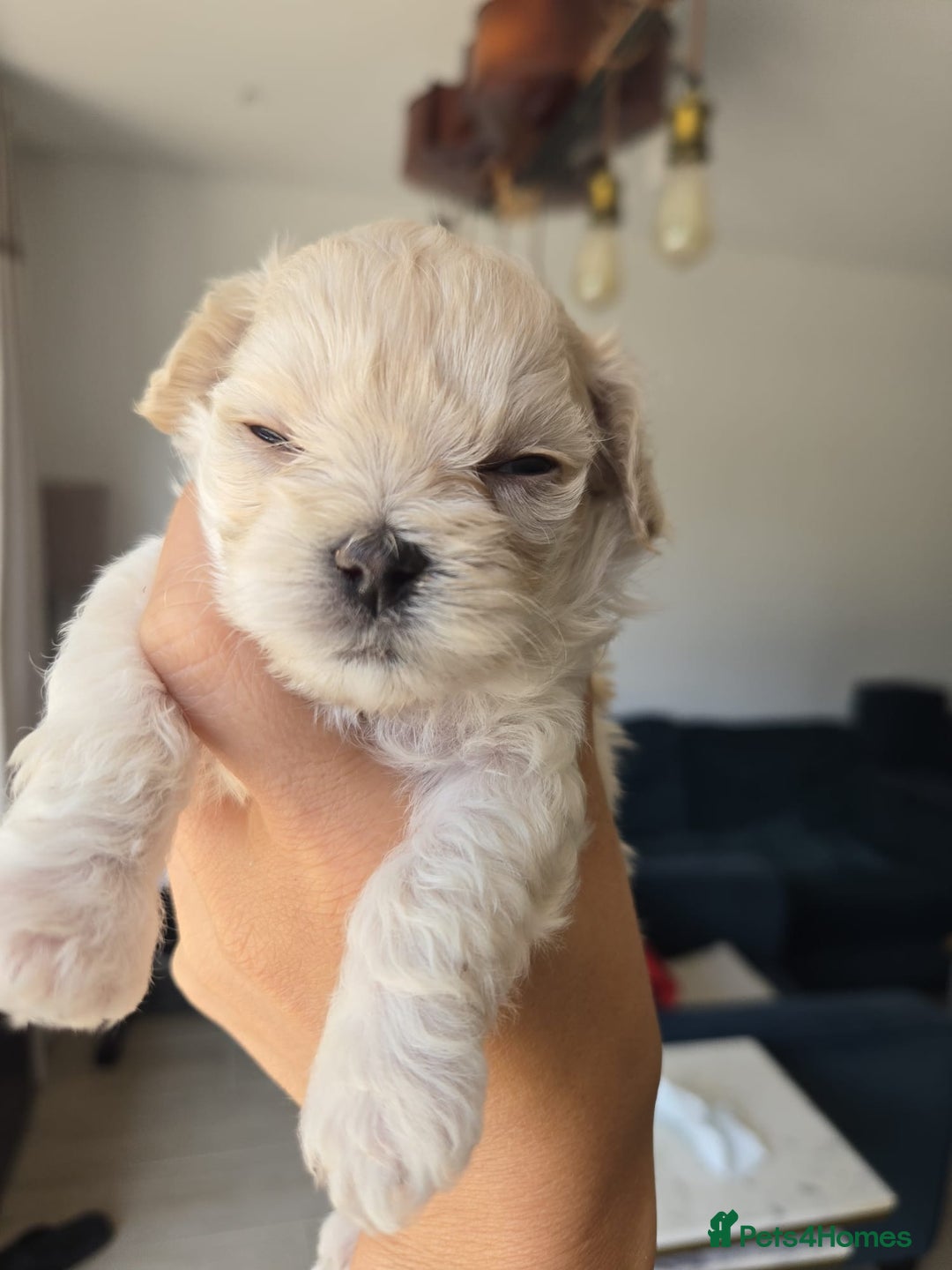 Maltipoo dogs for sale: 🐾 🐾3 Beautiful Maltipoo Girls Available! 🐾 - Image 22