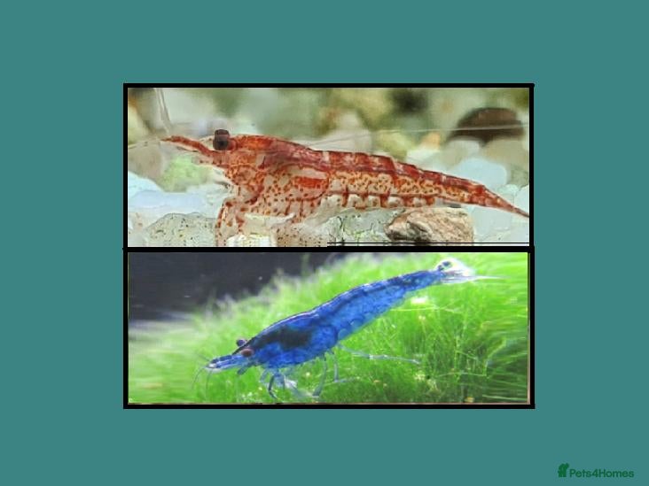 Shrimps fish 🔥Juv. RED & BLUE SHRIMP🦐 + free plant 🍃 - Advert 7