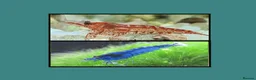Shrimps fish for sale: 🔥Juv. RED & BLUE SHRIMP🦐 + free plant 🍃 - Advert 1