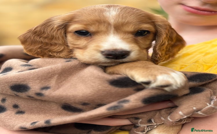 Cocker Spaniel dogs - Advert 7