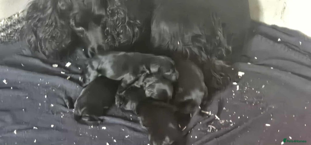Cocker Spaniel dogs for sale: FTCH MALLOWDALE QUAD x HEATHCROFT KITTY FTCH - Image 7
