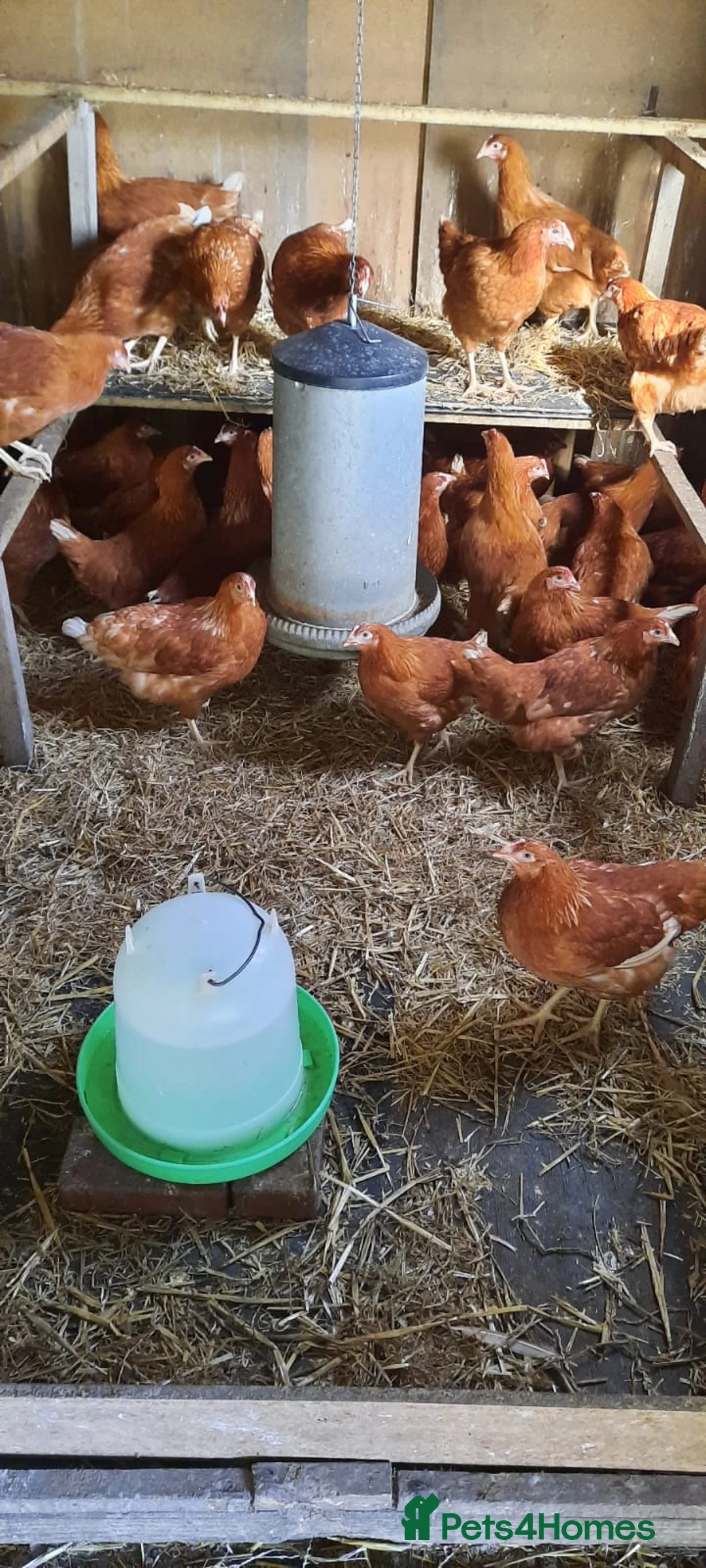 Chickens poultry for sale: POL CHICKENS AVAILABLE  - Advert 3