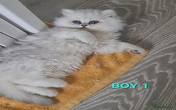 Persian cats for sale: READY NOW! Persian chinchilla kittens - Image 9