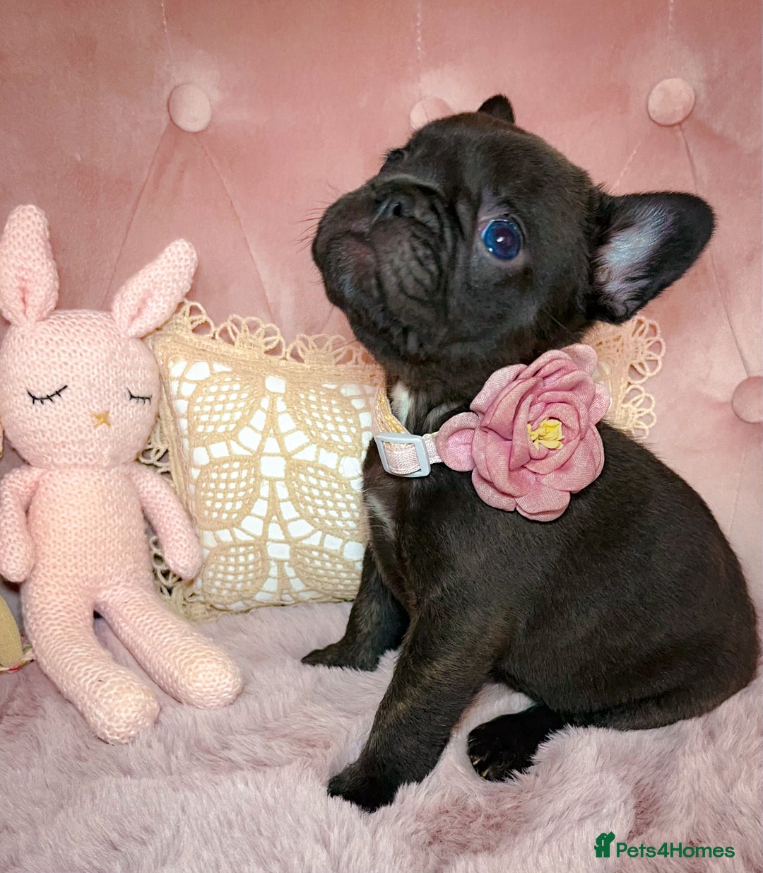 French Bulldog dogs for sale: 🌸Isabella,Rojo,Lilac,Blue,Chocolate🌸 - Advert 13