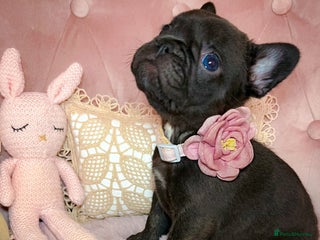 French Bulldog dogs 🌸BEAUTIFUL CHOCOLATE GIRL READY TO GO🌸 - Advert 3