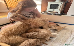 Cockapoo dogs for sale: Wonderful snuggle buddy  - Image 16