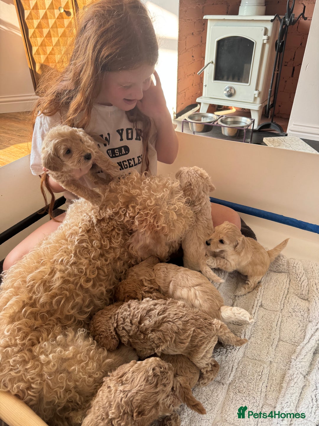Cockapoo dogs for sale: Wonderful snuggle buddy  - Image 16