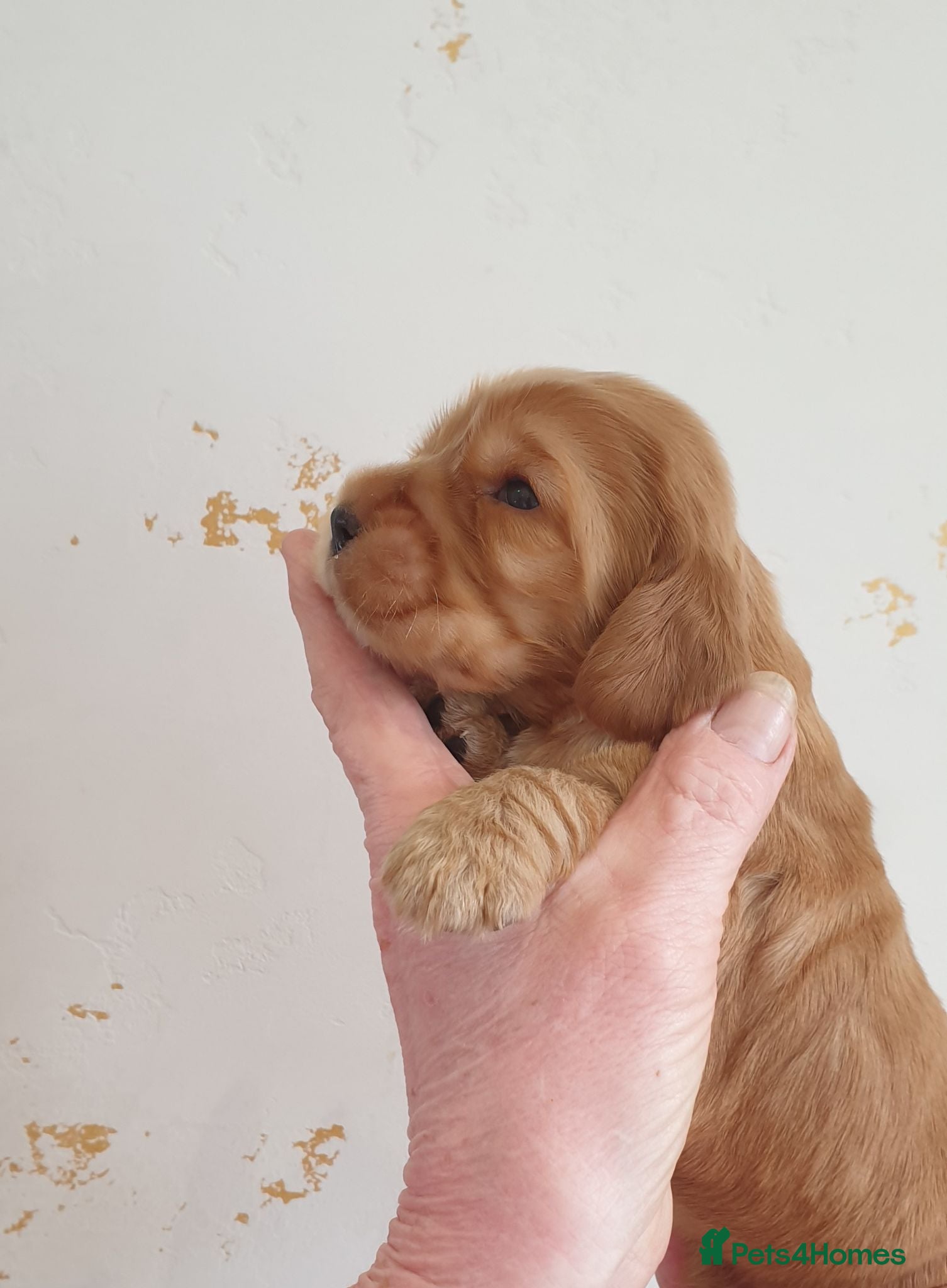 Cocker Spaniel dogs Kc registered Cocker Spaniel Puppies  - Advert 2