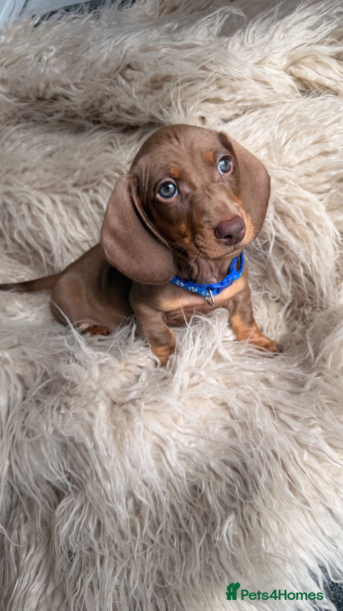 Miniature Dachshund dogs KC registered miniature dachshund - 1 left   - Advert 14