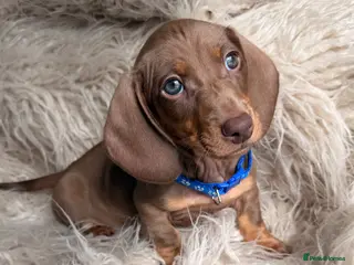 Miniature Dachshund dogs KC registered miniature dachshund - 1 left - Advert 14