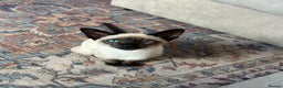 Siamese cats for sale: Male Siamese looking for a new home - Advert 1