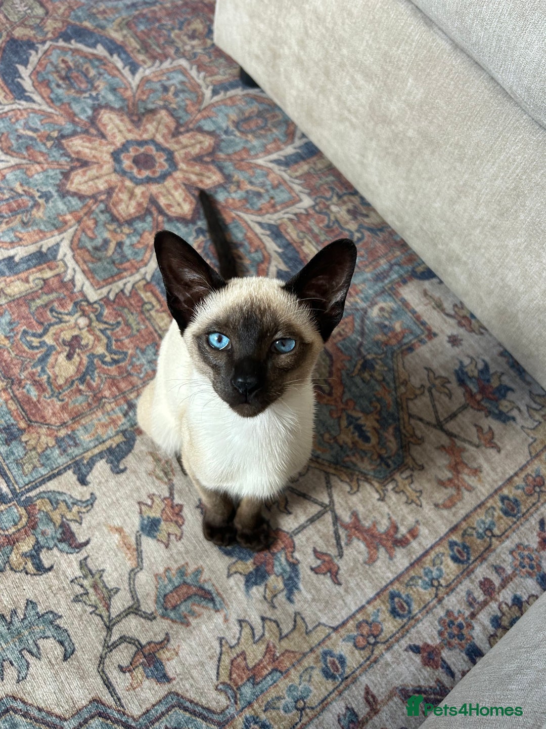 Siamese cats for sale: Male Siamese looking for a new home - Advert 1