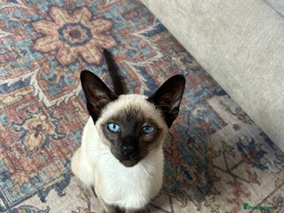 Siamese cats Male Siamese looking for a new home - Advert 1