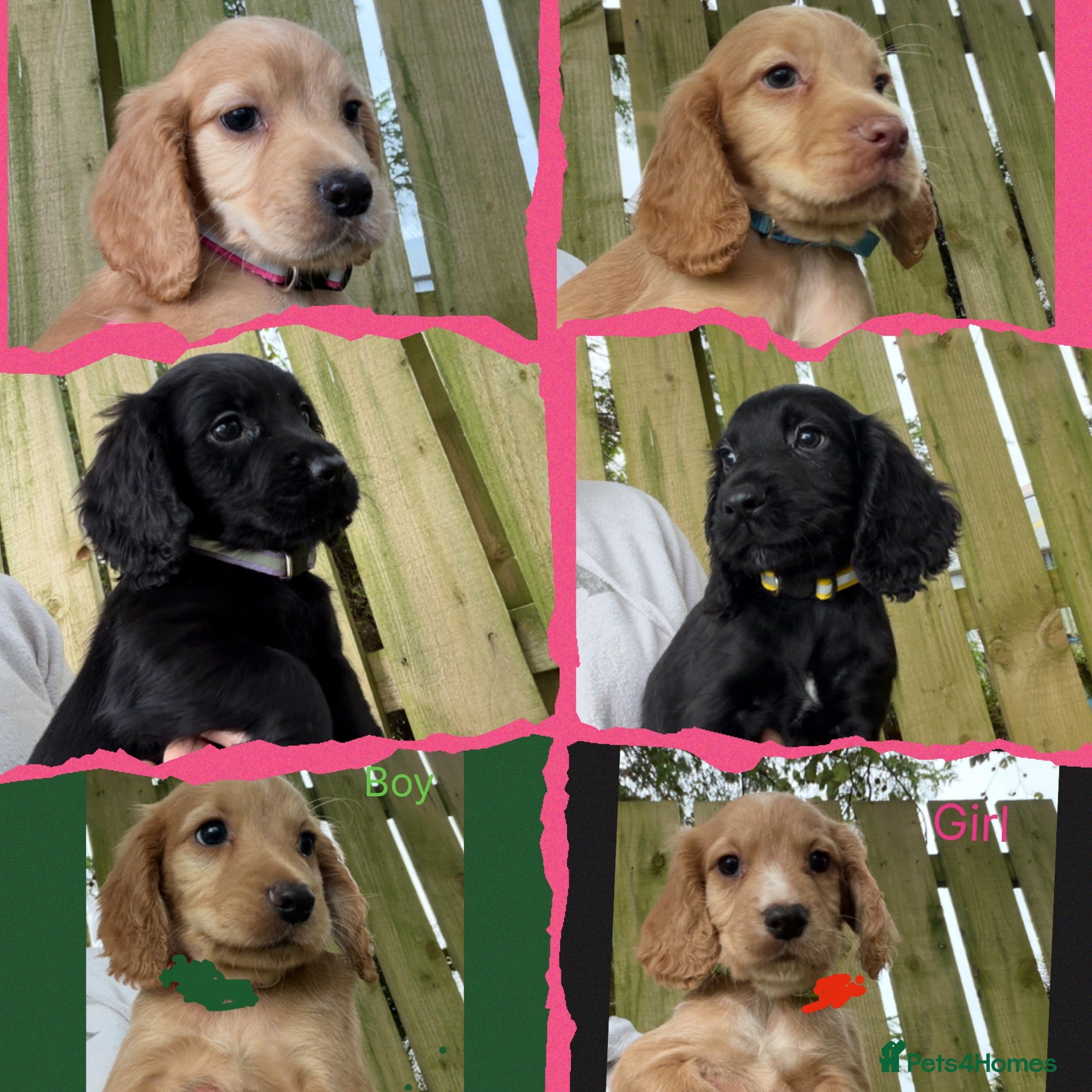 Cocker Spaniel dogs KC Registered Cocker Spaniels - Advert 1