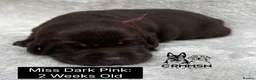 Labrador Retriever dogs for sale: Outstanding, Health Tested, KC Reg, Labrador Pups - Advert 24