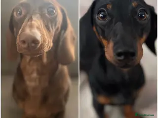 Miniature Dachshund dogs Miniature Dachshunds for sale - Advert 1