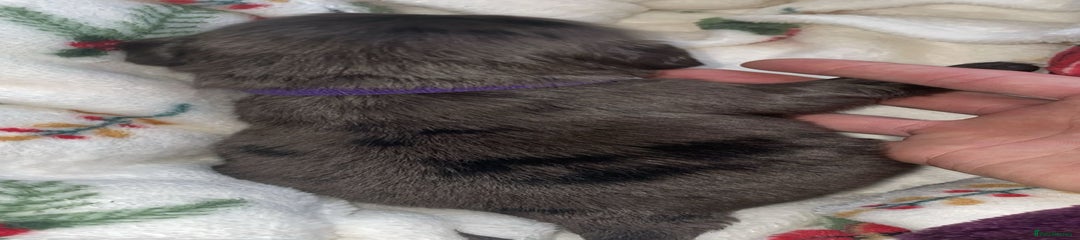 Cocker Spaniel Puppy 5