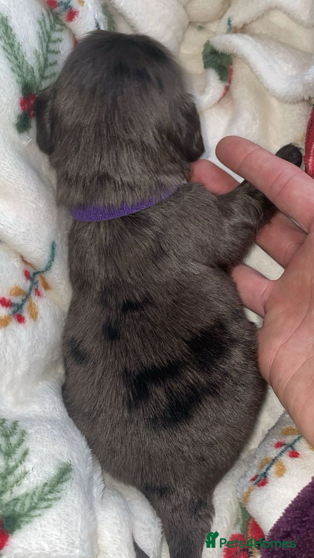 Cocker Spaniel dogs for sale: Cockers  - Advert 9