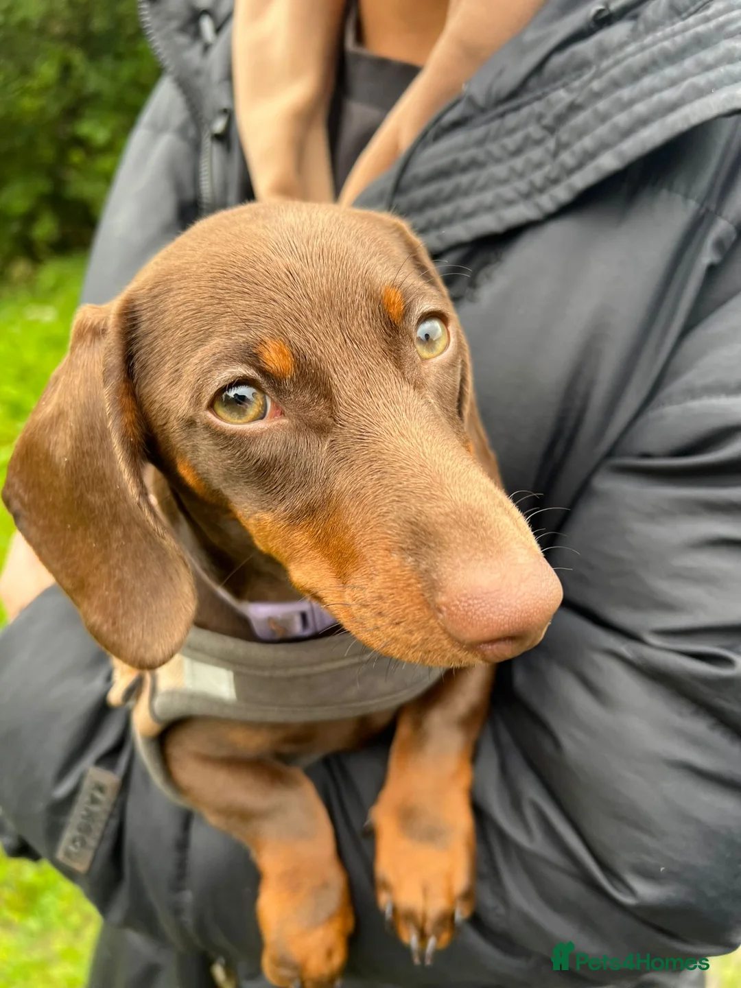 Miniature Dachshund dogs for sale: READY TO LEAVE HOME! Miniature Dachshunds for Sale - Advert 2