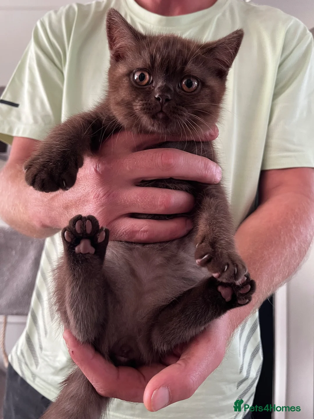 British Shorthair cats for sale: Chocolate BSH female - Advert 3