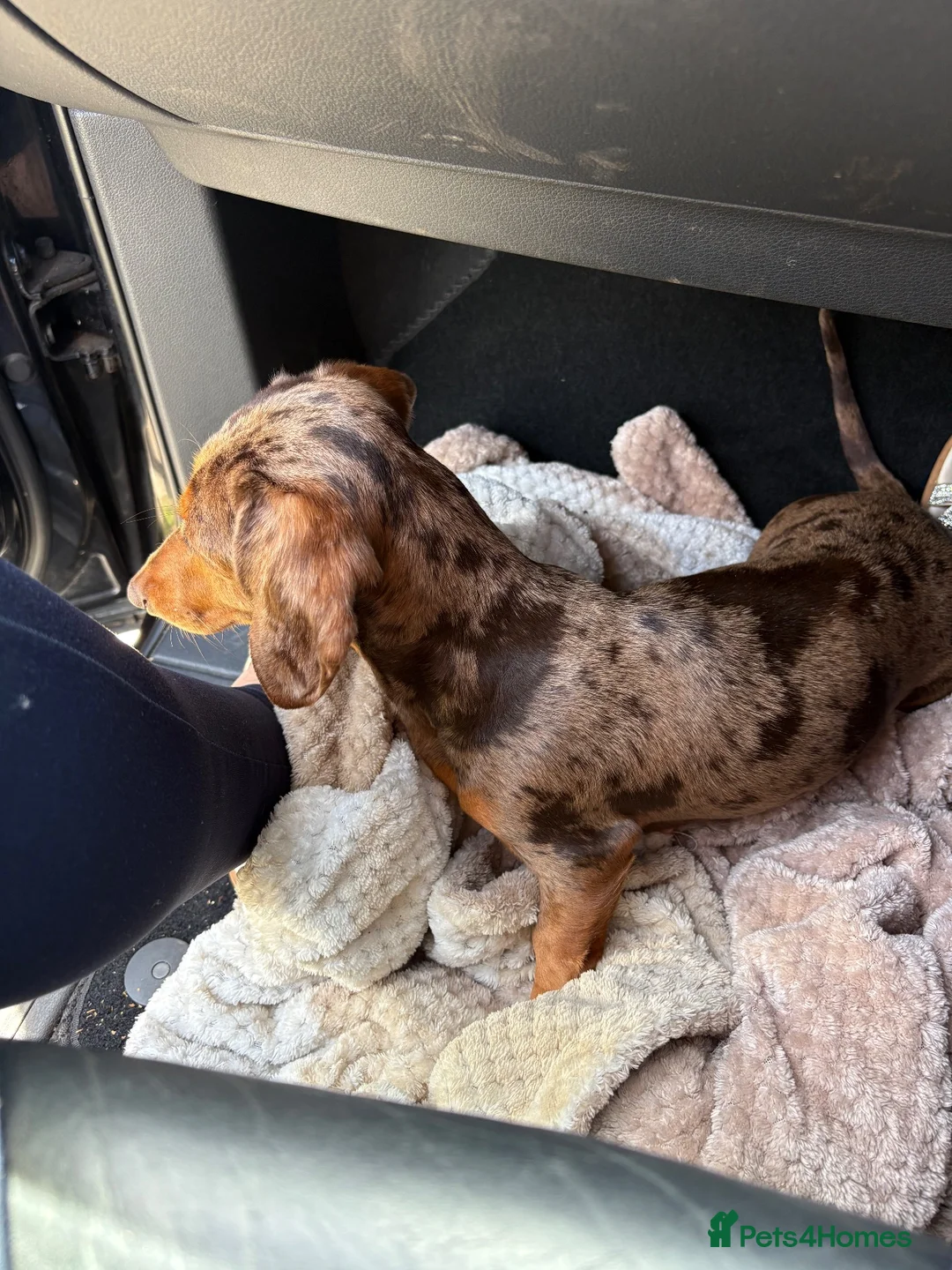 Miniature Dachshund dogs for sale: Beautiful girl looking for home - Advert 15