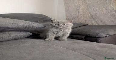 British Longhair cats - Advert 4