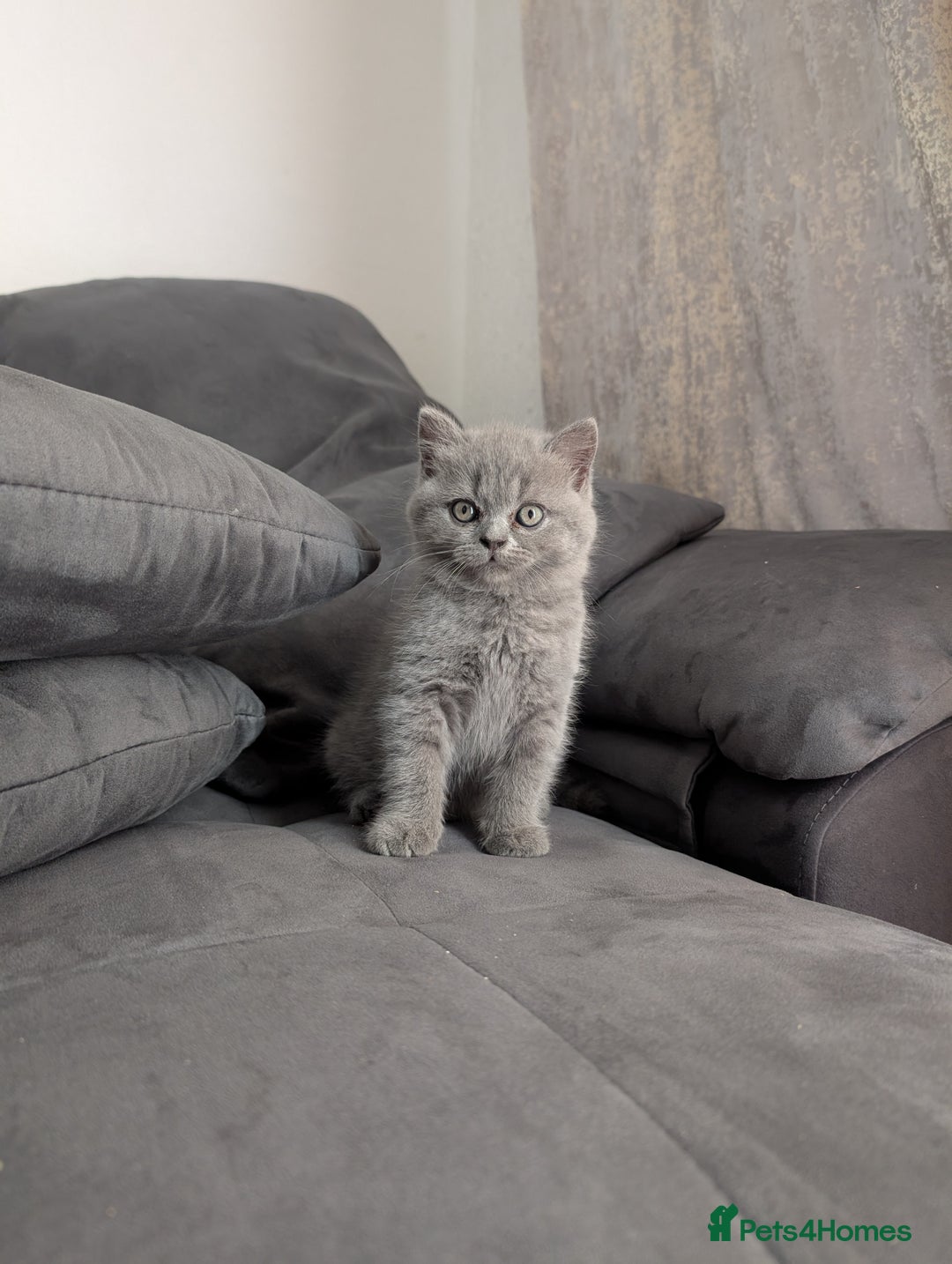 British Longhair cats for sale: British shorthair - Image 2