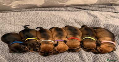 Miniature Dachshund dogs Supreme KC Miniature Wirehaired Dachshunds! - Advert 15