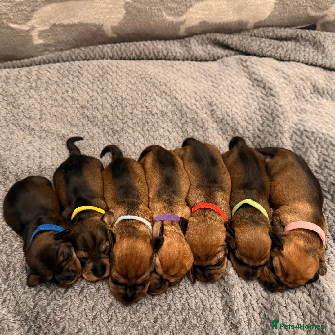 Miniature Dachshund dogs for sale: Supreme KC Miniature Wirehaired Dachshunds! - Advert 2