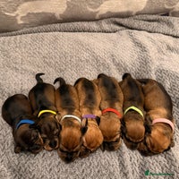 Miniature Dachshund dogs Supreme KC Miniature Wirehaired Dachshunds! - Advert 2