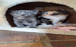 British Shorthair cats for sale: Last smokey blue kitten BSH x - Image 1