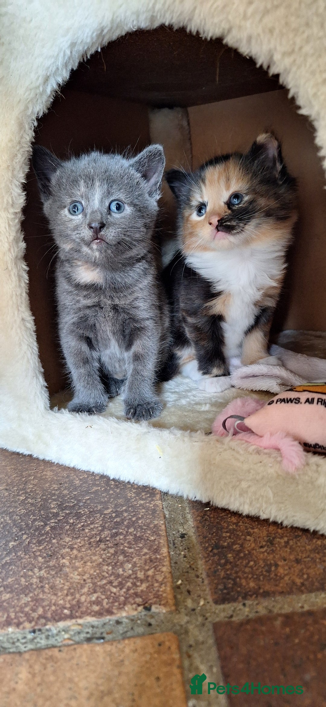 British Shorthair cats for sale: Last smokey blue kitten BSH x - Image 1