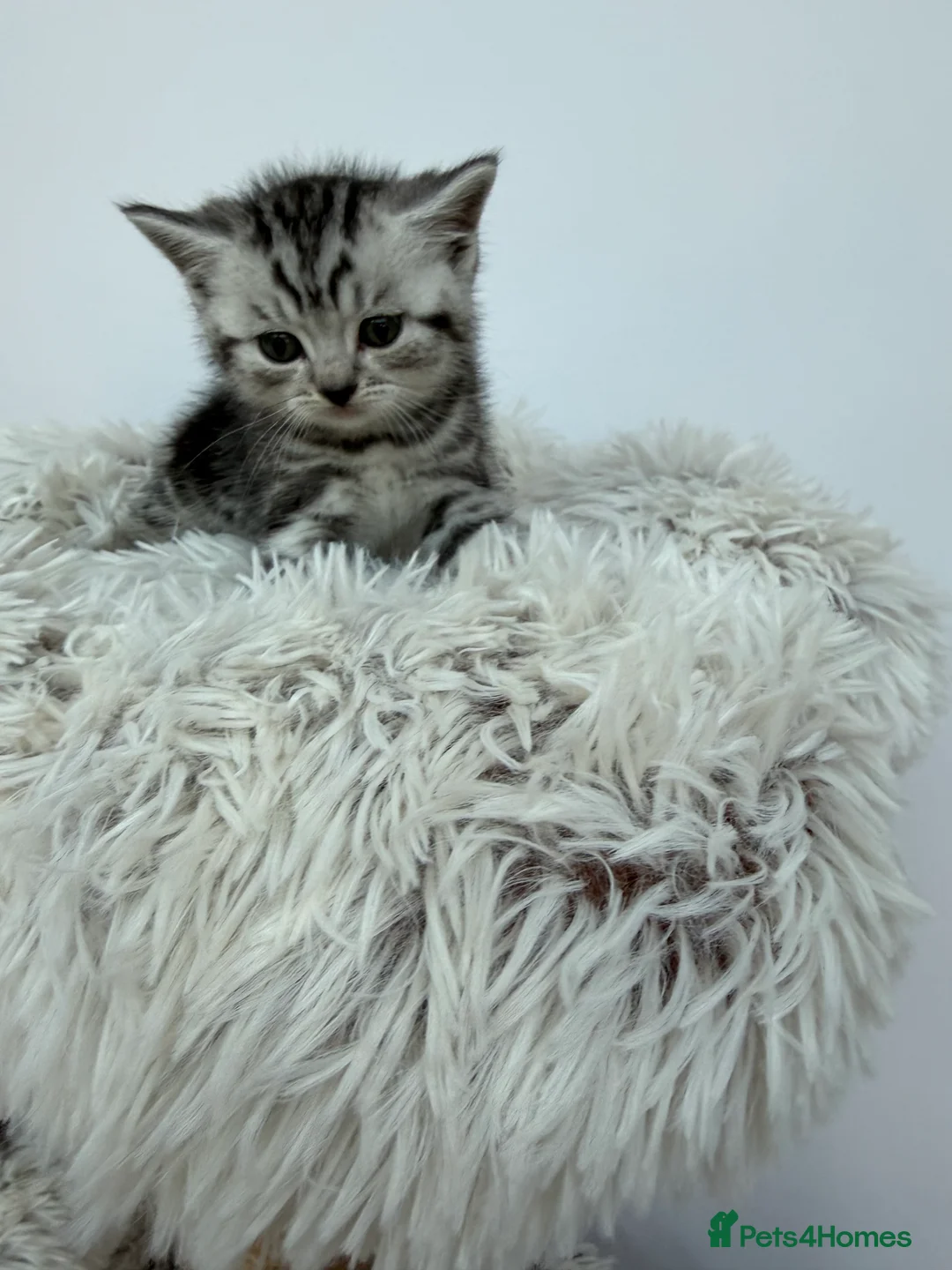 British Shorthair cats for sale: British Shorthair Silver Kittens  - Advert 3