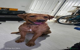 Labrador Retriever dogs for sale: Very loving, loyal fox red labrador for sale - Image 10
